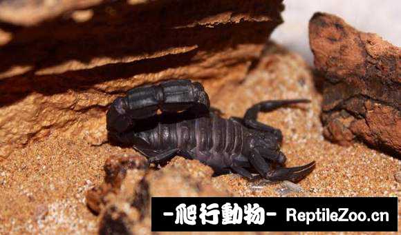 display_picture.php?url=http%3A%2F%2Fimgsa.baidu.com%2Fforum%2Fw%253D580%2Fsign%3D3ab0d51611ce36d3a20483380af23a24%2F880620087bf40ad103dcee2f532c11dfa8eccebb.jpg