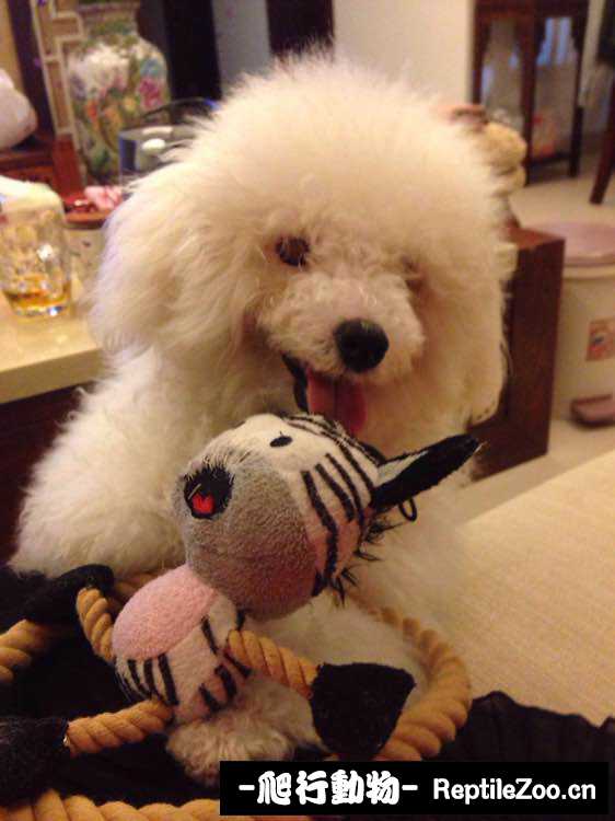 display_picture.php?url=http%3A%2F%2Fimgsa.baidu.com%2Fforum%2Fw%253D580%2Fsign%3D7dce4e07b6fb43161a1f7a7210a64642%2F005bedfc1e178a82f9a2516cf203738dab77e8d9.jpg