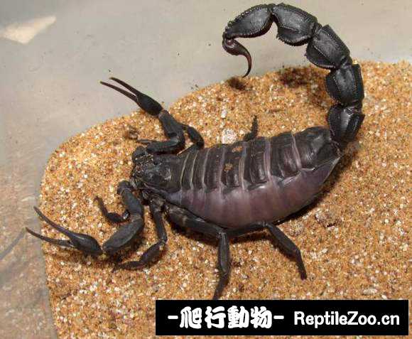 display_picture.php?url=http%3A%2F%2Fimgsa.baidu.com%2Fforum%2Fw%253D580%2Fsign%3D52ddee2f532c11dfded1bf2b53266255%2Fd8d2860f4bfbfbed9b601fb37cf0f736aec31fb9.jpg