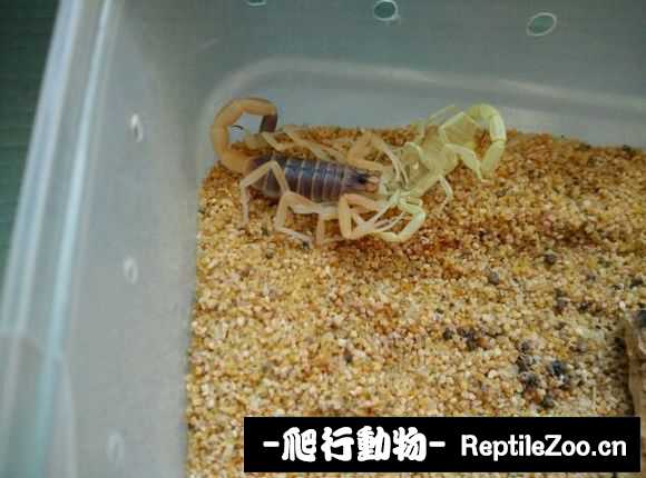 display_picture.php?url=http%3A%2F%2Fimgsa.baidu.com%2Fforum%2Fw%253D580%2Fsign%3Da5c902caa0c27d1ea5263bcc2bd4adaf%2F3e4c7e6034a85edffc474e4d4d540923dc547516.jpg