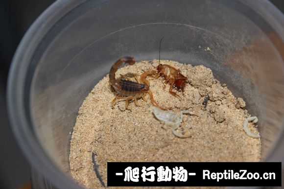 display_picture.php?url=http%3A%2F%2Fimgsa.baidu.com%2Fforum%2Fw%253D580%2Fsign%3Dfd5789a0bb99a9013b355b3e2d940a58%2F1c2c2db30f2442a73b54a811d243ad4bd01302ad.jpg