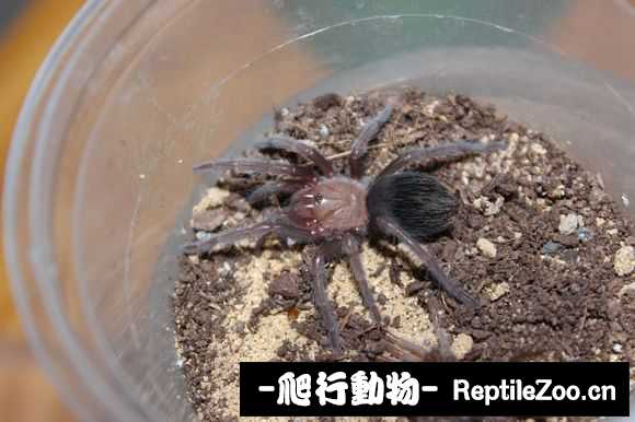 display_picture.php?url=http%3A%2F%2Fimgsa.baidu.com%2Fforum%2Fw%253D580%2Fsign%3Dd70bf46af31f3a295ac8d5c6a924bce3%2F6b2d172ac65c1038081c9b76b1119313b17e89a5.jpg