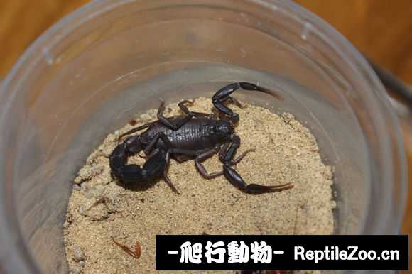 display_picture.php?url=http%3A%2F%2Fimgsa.baidu.com%2Fforum%2Fw%253D580%2Fsign%3De339ba3049ed2e73fce98624b700a16d%2Fd3a7a3cb39dbb6fd8725b0920a24ab18962b3781.jpg