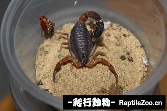 display_picture.php?url=http%3A%2F%2Fimgsa.baidu.com%2Fforum%2Fw%253D580%2Fsign%3D54cb5353922397ddd679980c6983b216%2Fdb931f6d55fbb2fb72e532a64c4a20a44723dc31.jpg