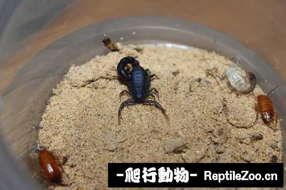 display_picture.php?url=http%3A%2F%2Fimgsa.baidu.com%2Fforum%2Fw%253D580%2Fsign%3D68cbd885a28b87d65042ab1737092860%2F526b2b24ab18972b0fd06a7ee5cd7b899f510a1d.jpg