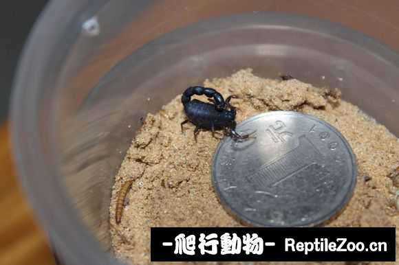display_picture.php?url=http%3A%2F%2Fimgsa.baidu.com%2Fforum%2Fw%253D580%2Fsign%3Df739298d4836acaf59e096f44cd88d03%2F1a5f500e0cf3d7ca471d55c2f11fbe096a63a91c.jpg