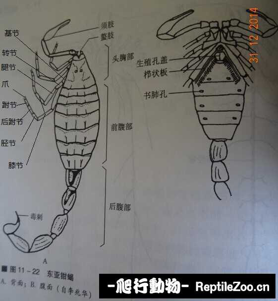 display_picture.php?url=http%3A%2F%2Fimgsa.baidu.com%2Fforum%2Fw%253D580%2Fsign%3D91f9c588942bd40742c7d3f54b889e9c%2F4ec24e81800a19d824e3dfa530fa828ba71e462f.jpg