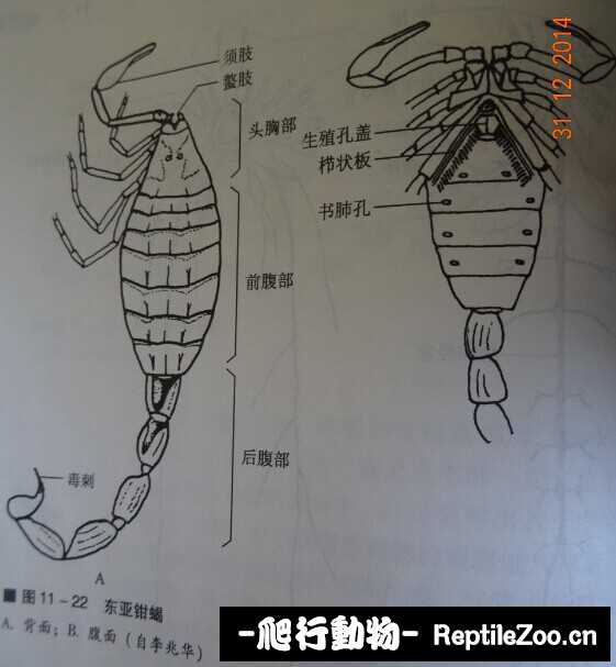 display_picture.php?url=http%3A%2F%2Fimgsa.baidu.com%2Fforum%2Fw%253D580%2Fsign%3D06868554b44543a9f51bfac42e168a7b%2Ff0f66510b912c8fc7651ad6dff039245d7882169.jpg