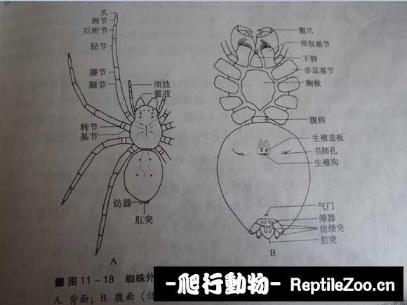 display_picture.php?url=http%3A%2F%2Fimgsa.baidu.com%2Fforum%2Fw%253D580%2Fsign%3D0ca43525caea15ce41eee00186013a25%2F9fe8287b02087bf4054e0c49f1d3572c10dfcf69.jpg