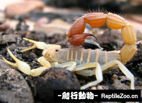 display_picture.php?url=http%3A%2F%2Fimgsa.baidu.com%2Fforum%2Fw%253D580%2Fsign%3D5f0826070d24ab18e016e13f05fae69a%2F1efff358ccbf6c818d64efc9b83eb13533fa4039.jpg