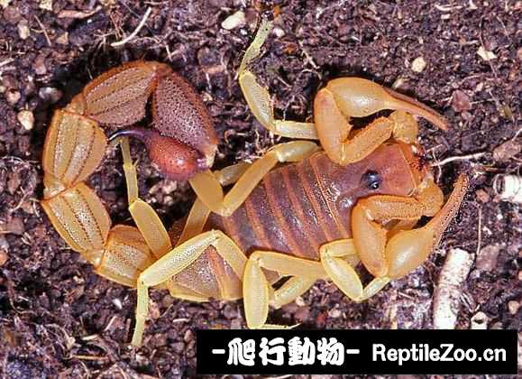 display_picture.php?url=http%3A%2F%2Fimgsa.baidu.com%2Fforum%2Fw%253D580%2Fsign%3Da986679ea4ec08fa260013af69ef3d4d%2F2dbe5b310a55b319b541415447a98226cefc17d0.jpg