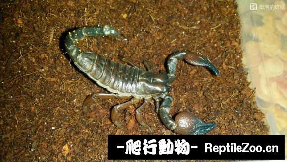 display_picture.php?url=http%3A%2F%2Fimgsa.baidu.com%2Fforum%2Fw%253D580%2Fsign%3De3e8b0d6d239b6004dce0fbfd9503526%2Ff98928d162d9f2d3a10a97daaeec8a136327cc6e.jpg
