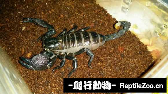 display_picture.php?url=http%3A%2F%2Fimgsa.baidu.com%2Fforum%2Fw%253D580%2Fsign%3D77478f26da54564ee565e43183de9cde%2F15a08344ad3459828ca456a70bf431adcbef8452.jpg