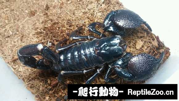 display_picture.php?url=http%3A%2F%2Fimgsa.baidu.com%2Fforum%2Fw%253D580%2Fsign%3Dd1c73fd37bd98d1076d40c39113fb807%2Ff9b62846f21fbe0994796a3b6c600c338744ad7c.jpg