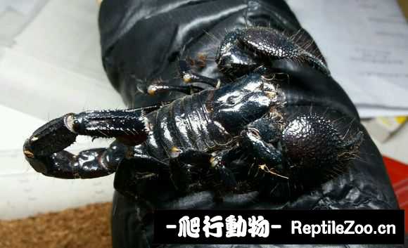 display_picture.php?url=http%3A%2F%2Fimgsa.baidu.com%2Fforum%2Fw%253D580%2Fsign%3Dc1786e00b9096b6381195e583c338733%2F58c968ed2e738bd478221b1ea68b87d6277ff918.jpg