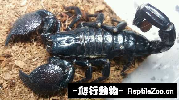 display_picture.php?url=http%3A%2F%2Fimgsa.baidu.com%2Fforum%2Fw%253D580%2Fsign%3D16d489d131d3d539c13d0fcb0a87e927%2F807559f40ad162d92dedcb3316dfa9ec8a13cd18.jpg