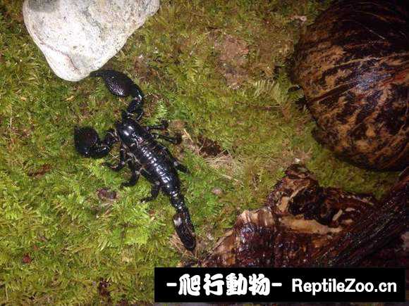display_picture.php?url=http%3A%2F%2Fimgsa.baidu.com%2Fforum%2Fw%253D580%2Fsign%3D1eb7aca171094b36db921be593cc7c00%2F122fba22720e0cf3f8d01c850d46f21fbe09aa22.jpg