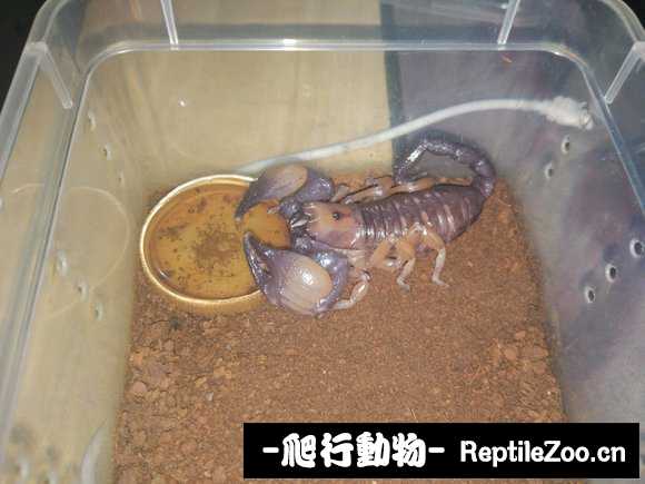 display_picture.php?url=http%3A%2F%2Fimgsa.baidu.com%2Fforum%2Fw%253D580%2Fsign%3Dbc968e97e91190ef01fb92d7fe1a9df7%2F56570a34349b033b6216a2a01bce36d3d439bdaf.jpg