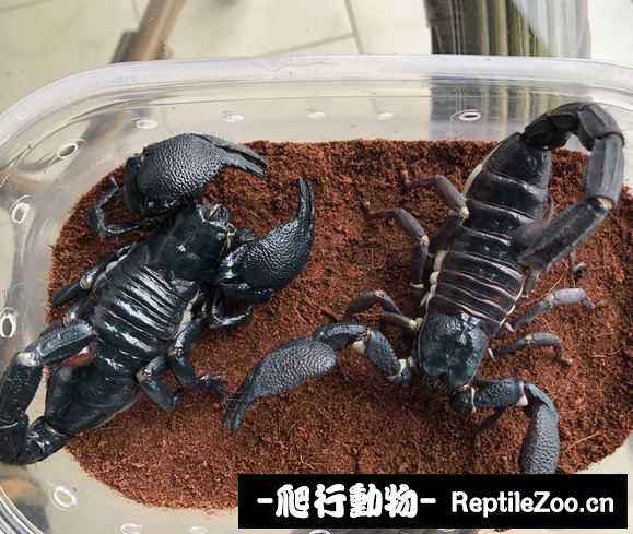 display_picture.php?url=http%3A%2F%2Fimgsa.baidu.com%2Fforum%2Fw%253D580%2Fsign%3Ddec4e288eefe9925cb0c695804a95ee4%2F92457143fbf2b21177fe7f03c48065380dd78e2d.jpg