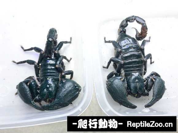 display_picture.php?url=http%3A%2F%2Fimgsa.baidu.com%2Fforum%2Fw%253D580%2Fsign%3D07f3e992a34bd11304cdb73a6aaea488%2F1577124e251f95ca1eae9f57c7177f3e66095271.jpg