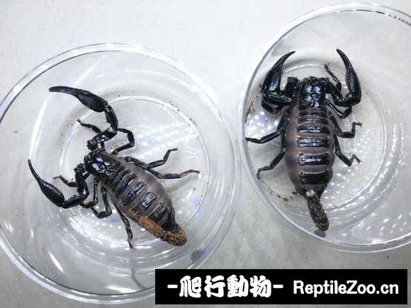 display_picture.php?url=http%3A%2F%2Fimgsa.baidu.com%2Fforum%2Fw%253D580%2Fsign%3Dfa6e10e91130e924cfa49c397c096e66%2F64b059899e510fb3f2427a76d733c895d0430c71.jpg