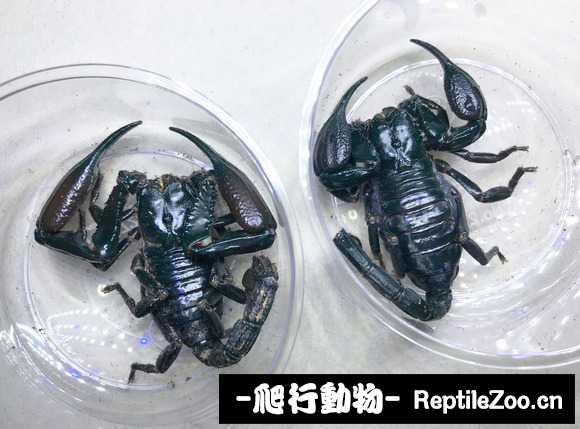 display_picture.php?url=http%3A%2F%2Fimgsa.baidu.com%2Fforum%2Fw%253D580%2Fsign%3Da32ccfe7a1c379317d688621dbc6b784%2F1d40dadcd100baa116cd4a5a4910b912cafc2eef.jpg