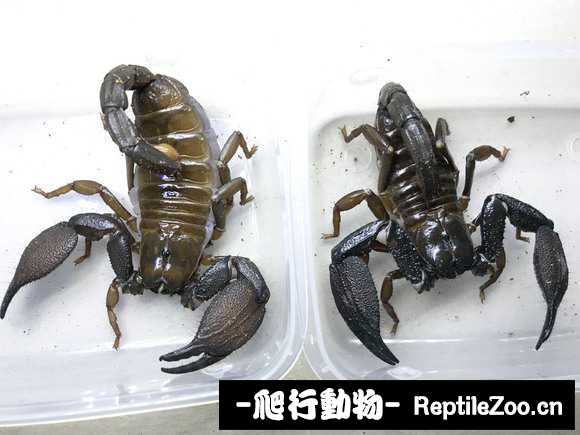 display_picture.php?url=http%3A%2F%2Fimgsa.baidu.com%2Fforum%2Fw%253D580%2Fsign%3D22e1caceb0096b6381195e583c328733%2F58c968ed2e738bd49bbbbfd0af8b87d6267ff932.jpg