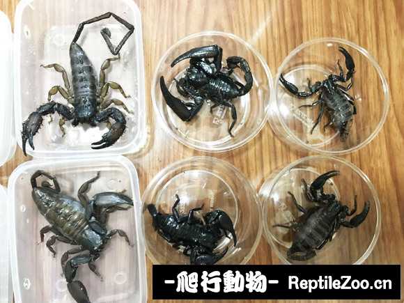 display_picture.php?url=http%3A%2F%2Fimgsa.baidu.com%2Fforum%2Fw%253D580%2Fsign%3Df97a6ffd1fdfa9ecfd2e561f52d1f754%2F267269fbfbedab6408e64021f936afc378311e33.jpg