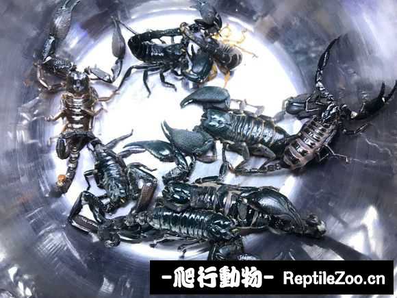 display_picture.php?url=http%3A%2F%2Fimgsa.baidu.com%2Fforum%2Fw%253D580%2Fsign%3D86078e2c5c66d0167e199e20a729d498%2F537491de9c82d158736354508e0a19d8be3e42ef.jpg