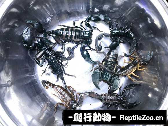 display_picture.php?url=http%3A%2F%2Fimgsa.baidu.com%2Fforum%2Fw%253D580%2Fsign%3D32489c13731ed21b79c92eed9d6cddae%2Fde1d16a85edf8db17ecf71850723dd54544e74ef.jpg