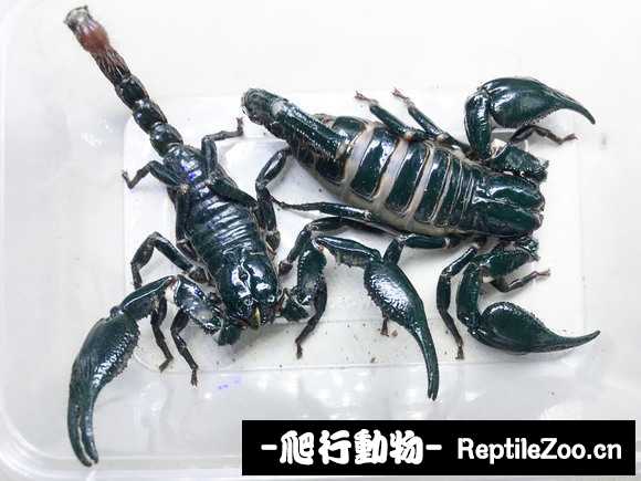 display_picture.php?url=http%3A%2F%2Fimgsa.baidu.com%2Fforum%2Fw%253D580%2Fsign%3D8228983d06fa513d51aa6cd60d6c554c%2Ffb4c2855b319ebc4a4e27b788c26cffc1f171631.jpg