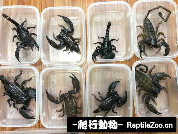 display_picture.php?url=http%3A%2F%2Fimgsa.baidu.com%2Fforum%2Fw%253D580%2Fsign%3D718dfe8d1e3853438ccf8729a312b01f%2F086e412762d0f703d528983d06fa513d2797c532.jpg