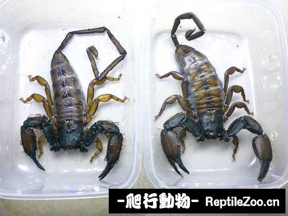 display_picture.php?url=http%3A%2F%2Fimgsa.baidu.com%2Fforum%2Fw%253D580%2Fsign%3D6fc4affada0735fa91f04eb1ae530f9f%2Feefca20a19d8bc3e75e90b2b8c8ba61eaad345ef.jpg
