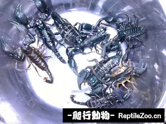 display_picture.php?url=http%3A%2F%2Fimgsa.baidu.com%2Fforum%2Fw%253D580%2Fsign%3D3130613f336d55fbc5c6762e5d234f40%2F353861a98226cffc09b0b253b7014a90f703ea32.jpg