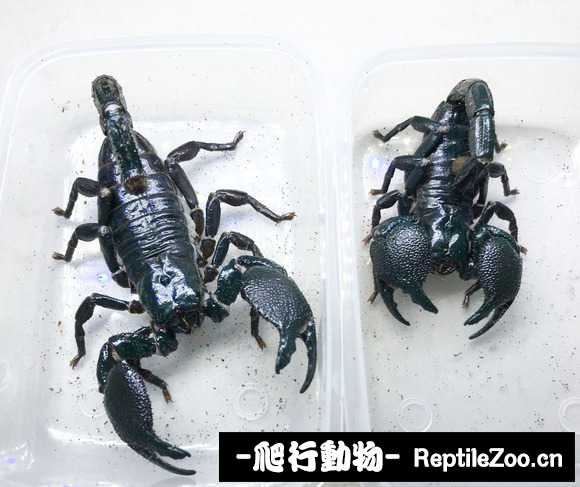 display_picture.php?url=http%3A%2F%2Fimgsa.baidu.com%2Fforum%2Fw%253D580%2Fsign%3Dfbb6abc2be7eca80120539efa1229712%2F22912afa513d2697104905bc5bfbb2fb4216d832.jpg