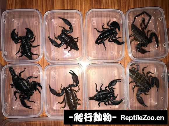 display_picture.php?url=http%3A%2F%2Fimgsa.baidu.com%2Fforum%2Fw%253D580%2Fsign%3D05a1432504d162d985ee621421dea950%2F536e51f082025aafa3a6732af5edab64024f1a33.jpg