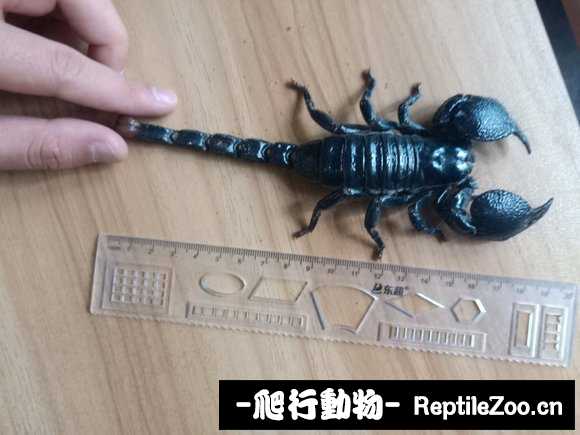 display_picture.php?url=http%3A%2F%2Fimgsa.baidu.com%2Fforum%2Fw%253D580%2Fsign%3Dfc95747f1f3853438ccf8729a312b01f%2F086e412762d0f703583012cf07fa513d2797c5a5.jpg