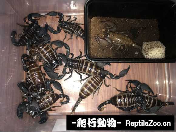 display_picture.php?url=http%3A%2F%2Fimgsa.baidu.com%2Fforum%2Fw%253D580%2Fsign%3D12590ab29f529822053339cbe7cb7b3b%2Ff1f08b773912b31be42bfb5c8918367adbb4e1f9.jpg