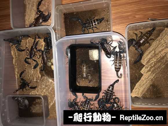 display_picture.php?url=http%3A%2F%2Fimgsa.baidu.com%2Fforum%2Fw%253D580%2Fsign%3Dfdf149a821738bd4c421b239918a876c%2F03b61bdbb6fd5266f7530a61a418972bd50736c3.jpg