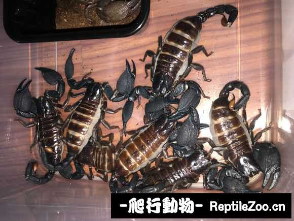 display_picture.php?url=http%3A%2F%2Fimgsa.baidu.com%2Fforum%2Fw%253D580%2Fsign%3Dbf0b2b713b9b033b2c88fcd225ce3620%2F2b7c6e086e061d95615a014d74f40ad162d9ca20.jpg
