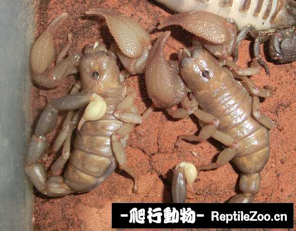 display_picture.php?url=http%3A%2F%2Ftiebapic.baidu.com%2Fforum%2Fw%253D580%2Fsign%3D6f8732d8c33f8794d3ff4826e21a0ead%2F6283bb25bc315c60c96aba8f9ab1cb1348547755.jpg