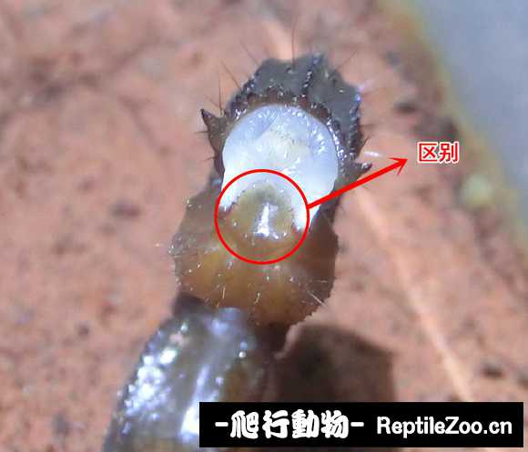 display_picture.php?url=http%3A%2F%2Ftiebapic.baidu.com%2Fforum%2Fw%253D580%2Fsign%3D6d6d6676d8fc1e17fdbf8c397a91f67c%2F4a81e1cec3fdfc03bc8132d8c33f8794a5c22656.jpg