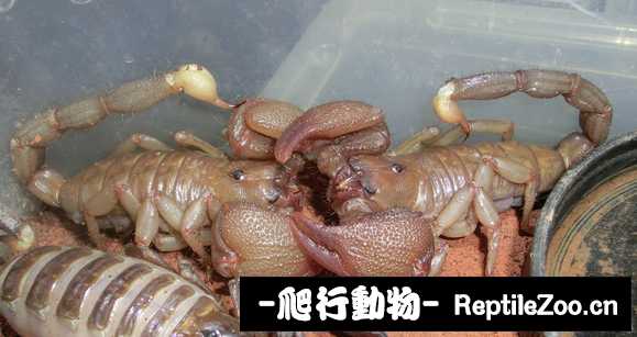 display_picture.php?url=http%3A%2F%2Ftiebapic.baidu.com%2Fforum%2Fw%253D580%2Fsign%3D4e632941658b4710ce2ffdc4f3cfc3b2%2F7f878d51f3deb48f789670bee71f3a292cf57855.jpg
