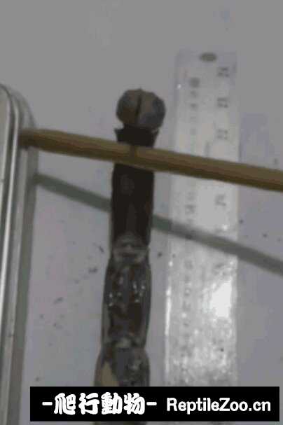 display_picture.php?url=http%3A%2F%2Ftiebapic.baidu.com%2Fforum%2Fw%253D580%2Fsign%3D8b4a85d6fe50352ab16125006342fb1a%2Fd55133dfa9ec8a13d29edd81e003918fa1ecc04d.jpg