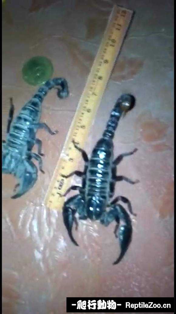 display_picture.php?url=http%3A%2F%2Ftiebapic.baidu.com%2Fforum%2Fw%253D580%2Fsign%3D3eec700723a85edffa8cfe2b795509d8%2F116e927eca8065388e0abd4480dda144ac348206.jpg