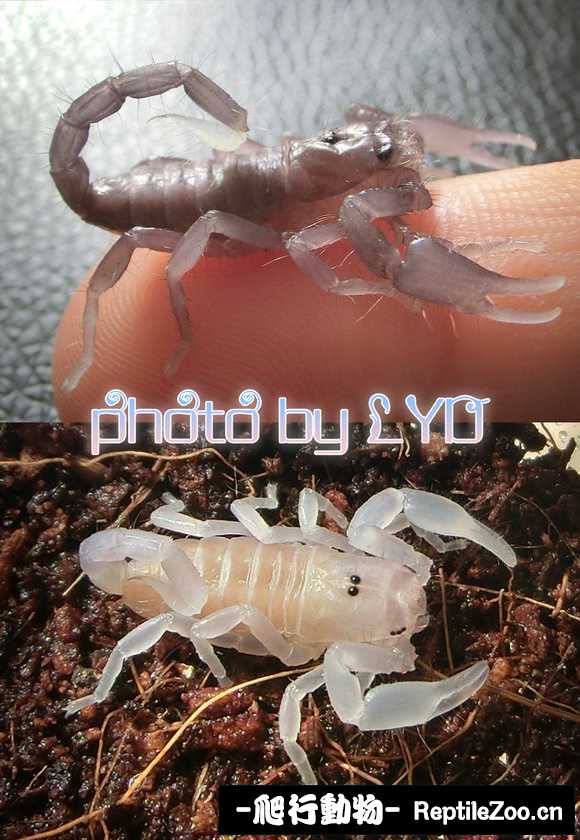 display_picture.php?url=http%3A%2F%2Ftiebapic.baidu.com%2Fforum%2Fw%253D580%2Fsign%3Dde365c9f61094b36db921be593cd7c00%2F122fba22720e0cf33851ecbb1d46f21fbf09aa4e.jpg