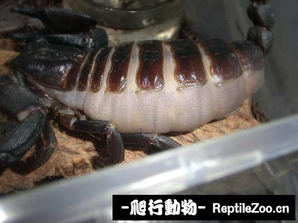 display_picture.php?url=http%3A%2F%2Ftiebapic.baidu.com%2Fforum%2Fw%253D580%2Fsign%3De0514249a1003af34dbadc68052bc619%2F88ac40d9f2d3572cc75d3e9c9d13632763d0c3b5.jpg