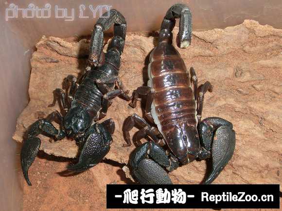 display_picture.php?url=http%3A%2F%2Ftiebapic.baidu.com%2Fforum%2Fw%253D580%2Fsign%3D23e9e57e1bf3d7ca0cf63f7ec21ebe3c%2F31669251f81986188db14dc45ded2e738ad4e67e.jpg