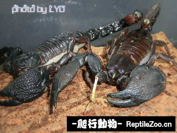 display_picture.php?url=http%3A%2F%2Ftiebapic.baidu.com%2Fforum%2Fw%253D580%2Fsign%3Dbbfe1b2483eef01f4d1418cdd0ff99e0%2Fb8facb50352ac65c1f49c433ecf2b21192138a9b.jpg
