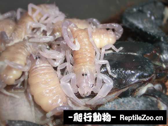 display_picture.php?url=http%3A%2F%2Ftiebapic.baidu.com%2Fforum%2Fw%253D580%2Fsign%3D76d90528c609b3deebbfe460fcbe6cd3%2Fdbff90b7d0a20cf4113a5c9f61094b36adaf9941.jpg